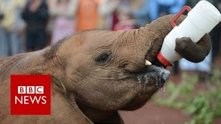 One woman&#39;s mission to save orphaned elephants - BBC News