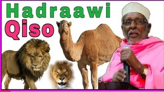 SIRTA NOLOSHA || ABWAAN MAXAMED IBRAAHIN WARSAME HADRAAWI.