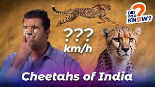 The Cheetahs of India
