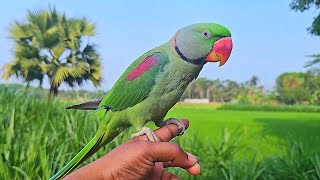 Male Alexander Parrot Sounds