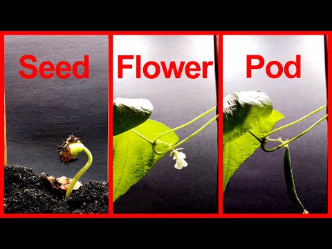 Bean Entire Life Cycle Time Lapse