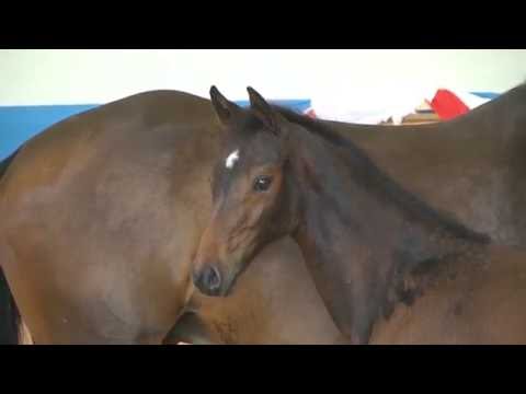 Holsteiner Fohlenauktion 2016 in Elmshorn - Nr. 31 v. Diarado - Consens