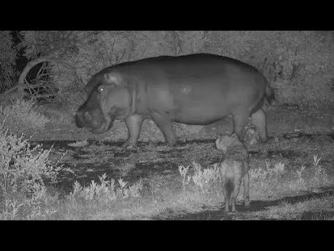 Djuma: Two Hyenas and lone Hippo - 22:09 - 01/11/2020