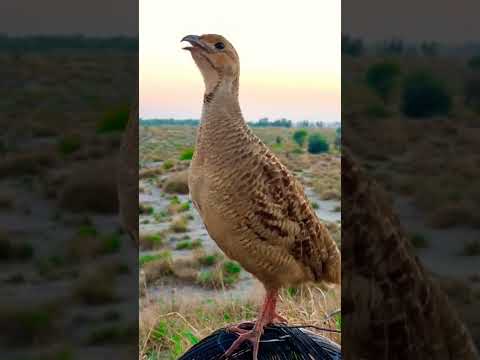 Teetar Ki Awaaz | Desi Teetar Ki Boli Grey Francolin #teetarawaz #desiteetar #shortvideo #shorts