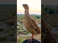 Teetar Ki Awaaz Desi Teetar Ki Boli Grey Francolin Teetarawaz Desiteetar Shortvideo Shorts