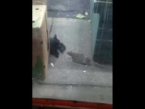 NY Rats Are As Big As CATS 😳🐀🗽#shorts