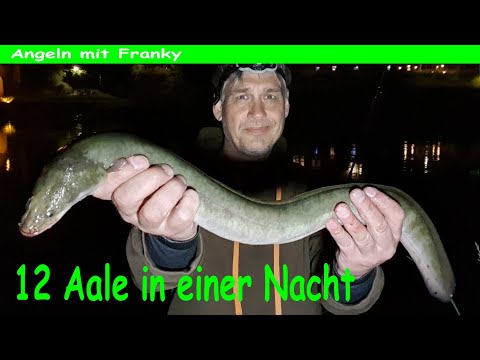 Wahnsinn 1️⃣2️⃣ Aale in einer Nacht 👉 Aalangeln im Fluss an der Strömungskante