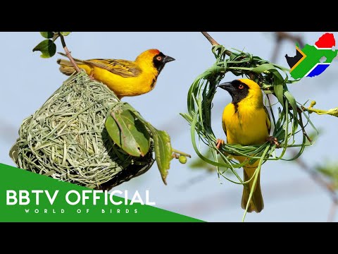 Birds of South Africa | Most Beautiful Birds Found in South Africa You've Never Seen | BBTV Official