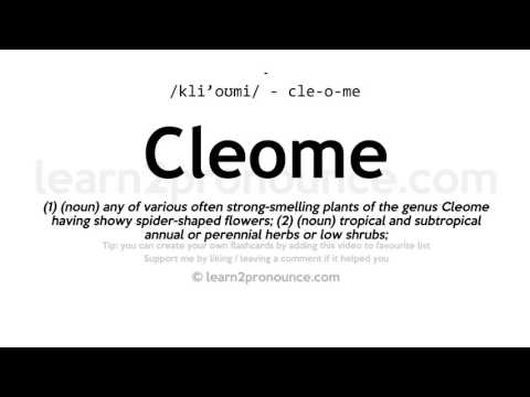 Pronunciation of Cleome | Definition of Cleome