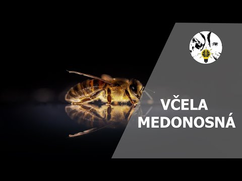, title : 'Včela medonosná (Apis mellifera) - UNIKÁTNE INFORMÁCIE ep. 15'