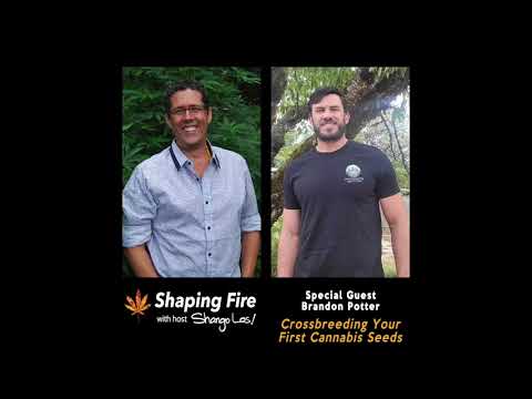 Shaping Fire Ep 97 - Crossbreeding Your First Cannabis Seeds
