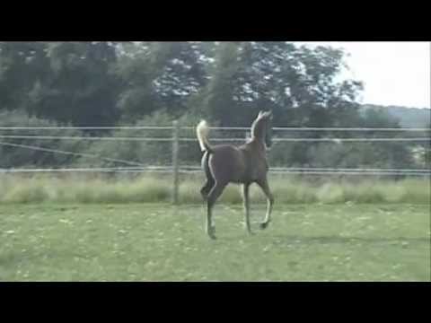 Walitino by Monther Al Nasser