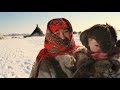 North Nomads Who Lost All Reindeer How Tundra People Survive In Crisis