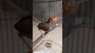 Download lagu Prenjak Klawu Sumatra Gacor  (Lagu Khas) 🔥 #PrenjakMerah#PrenjakAtas#PrenjakKepalaMerah#PrenjakGacor mp3