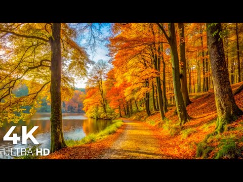 Enchanting Autumn Forests with Beautiful Piano Music🍁4K Autumn Ambience & Fall Foliage