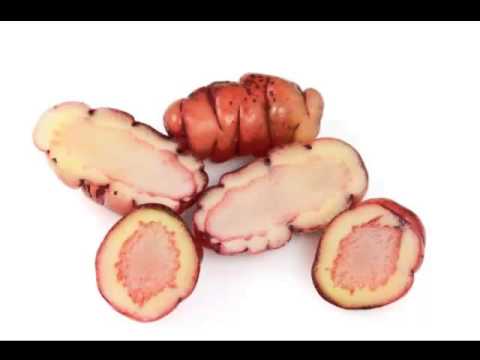 Oca Vegetable & its health Benefits