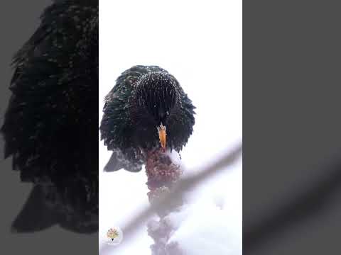 Vögel richtig füttern: Vermeide diese 3 Fehler für echten Vogelschutz