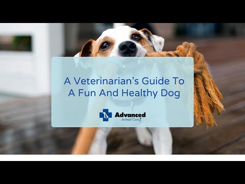 A Veterinarian’s Guide To A Fun And Healthy Dog