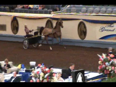 WC Ladies Pleasure Driving at Morgan GN and WC Show