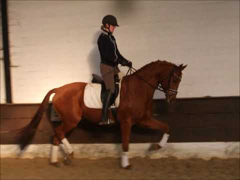 DO IT 5j. Hann. v. Don Darius . Royal Blend VB 10.000,- Euro