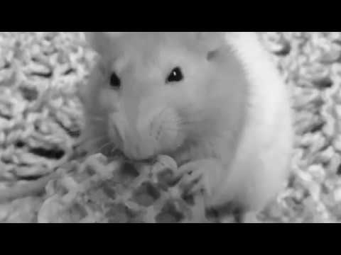 There's a Rat in the Hospital