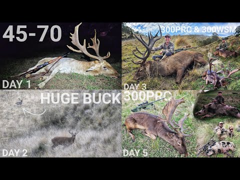 5 DAY Rut / Roar Hunt Full Length Video - Huge Free Range RED & Fallow Deer