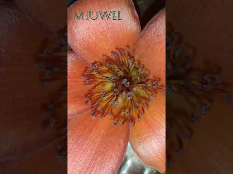 😍🤗😱 cotton flower #shorts