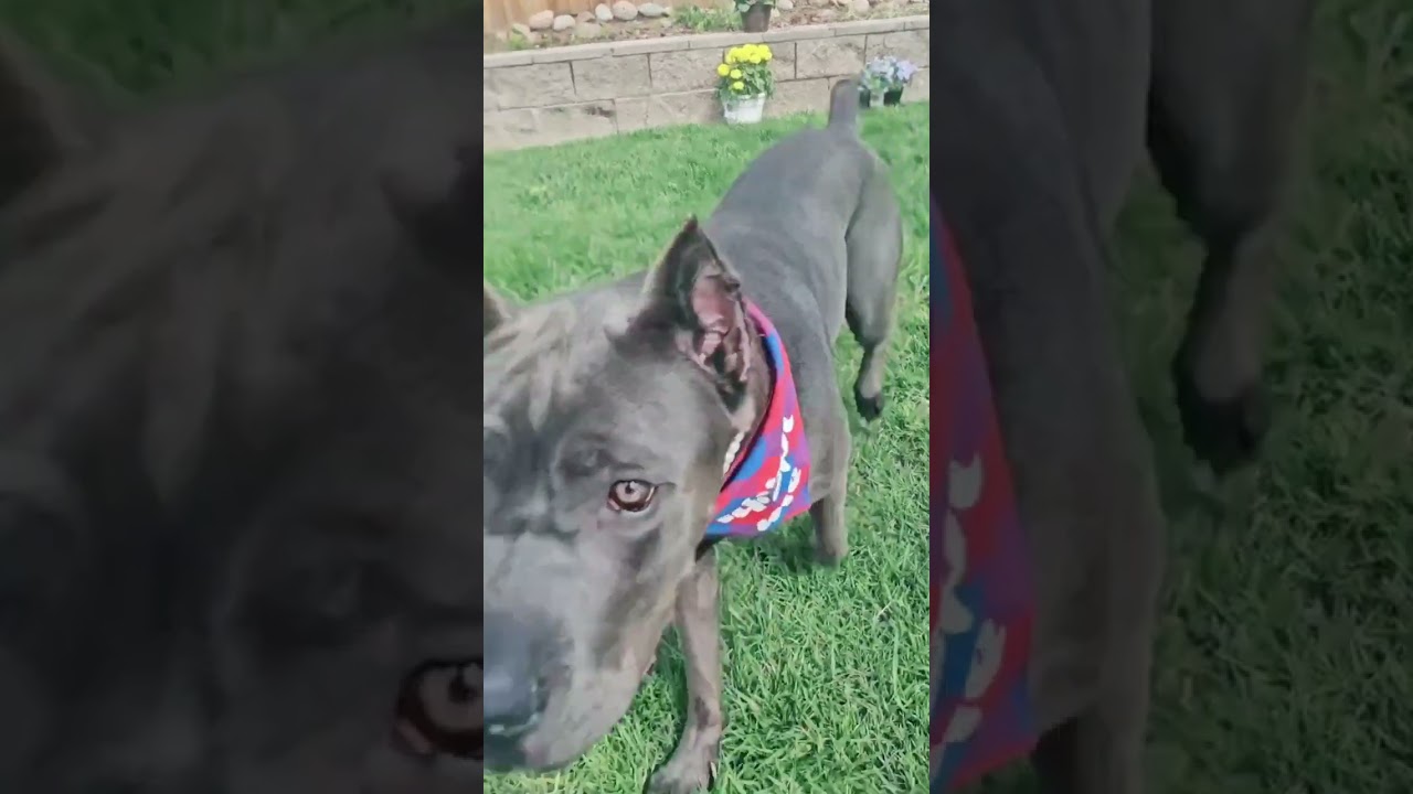 Amira, a Adoptable Cane Corso in Citrus Heights, CA video 2/6