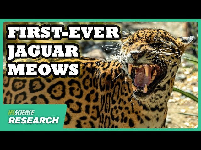 First-Ever Jaguar Meows Recorded By Camera Trap In Brazil