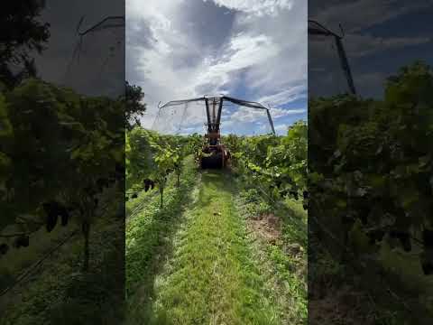 , title : 'Lifting the Bird Nets | Winemaking and How Wines is Made! #shorts #fyp'