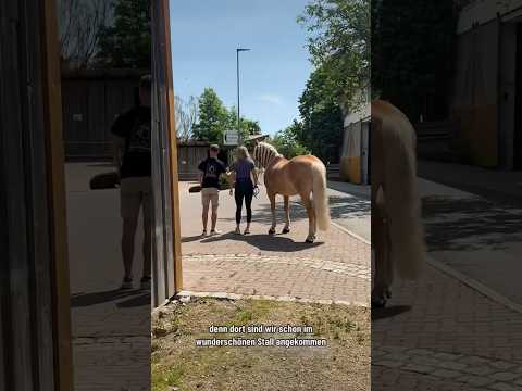 Mein 1. Tag im #PFERDECAMP| Anja Fee