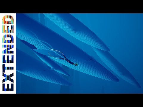 Abzu OST - Delphinus Delphis [Extended]