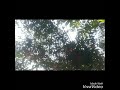 Bitter Kola Nut Tree In The African Wild