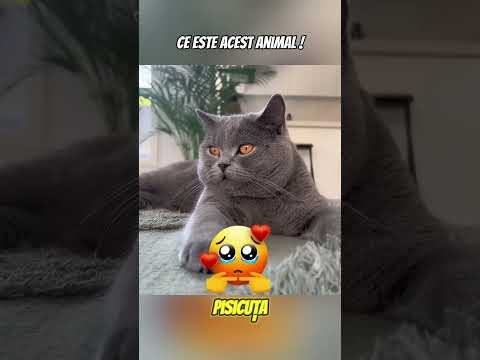 Nu Te Apropia De Acest Animal! #shorts #curiozități #trending #emotional