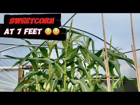 Growing sweetcorn, poly tunnel versus outside, 10 day catch up.