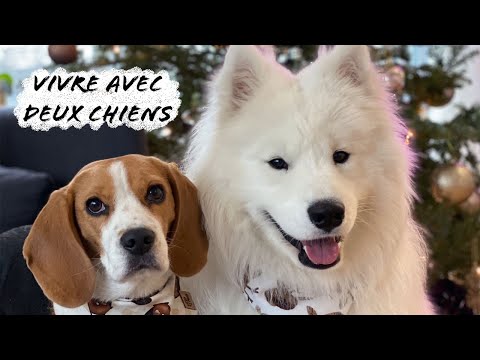 DEUX CHIENS EN APPARTEMENT ? - Vivre avec deux chiens, la FAQ