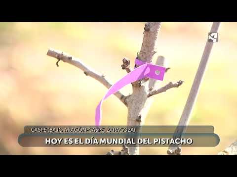 Fotograma del vídeo: Día mundial del pistacho