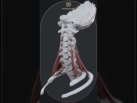 Action of scalene muscles