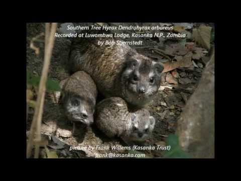 Southern Tree Hyrax Kasanka Stjernstedt