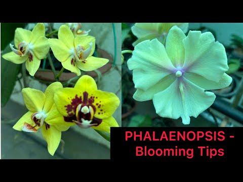 PHALAENOPSIS - Blooming Tips