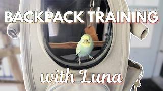 Airline-Approved Pet Carriers: Stress-Free Travel Gear Guide