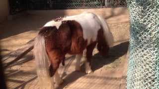 ちっちゃくてかわいい馬  ウマ Horse