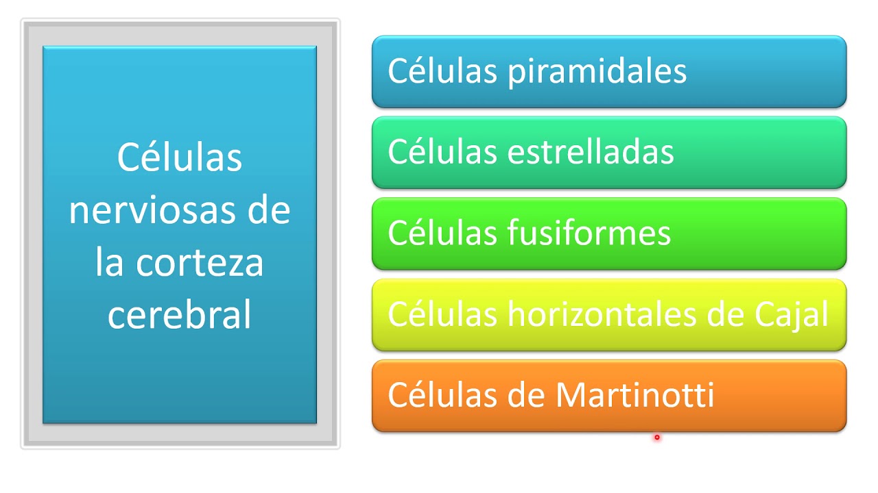 Corteza cerebral - Células, capas, fibras y áreas funcionales.