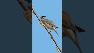 Download lagu Suara Burung - Nyanyian Burung Blackcap di Musim Semi #shorts mp3 Download lagu Suara Burung - Nyanyian Burung Blackcap di Musim Semi #shorts mp3