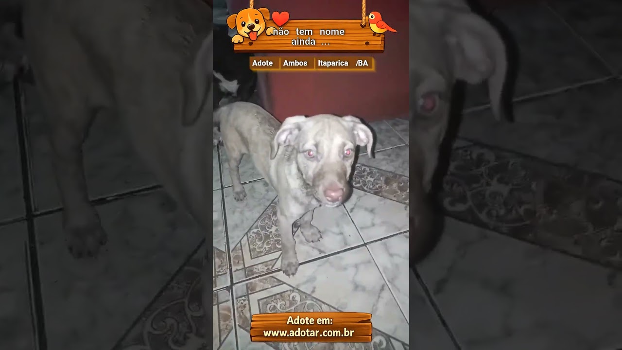 Cachorro raça SRD-ViraLata idade 2 a 6 meses nome não tem nome ainda...
