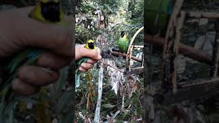 Download lagu kenagan pikat ku merbah hijau sami mp3 Download lagu kenagan pikat ku merbah hijau sami mp3