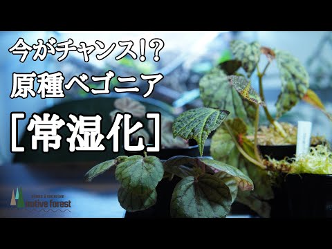 トラウトベゴニア 植物