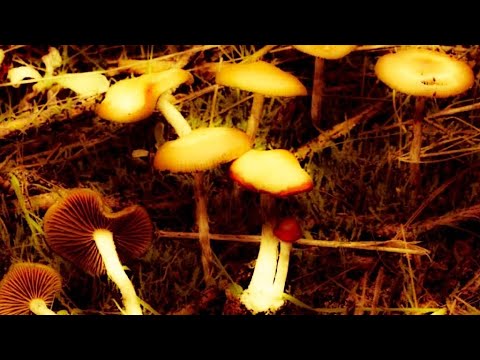 GFM - psilocybin vibes (Official Music Audio)