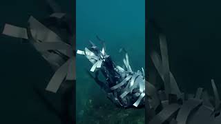 She gives life to common objects by staging them in the deep sea