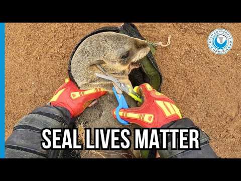 Perfect Timing Saves Two Seals